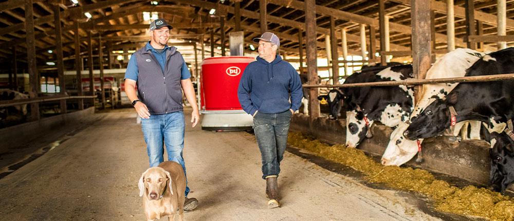两个男人和一只狗走过奶牛仓，奶牛和一个机器人喂食器在背景中.